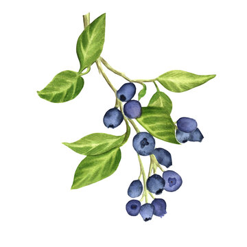 A sprig of a blueberry bush with juicy berries. Watercolor illustration for packaging design, printing products