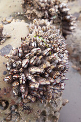 closeup of shells on beach