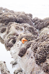 orange starfish on rocks
