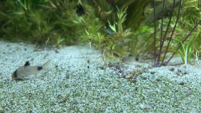 Welse in einem Aquarium