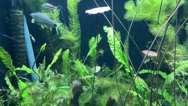 Pinselalgenfresser im Aquarium.