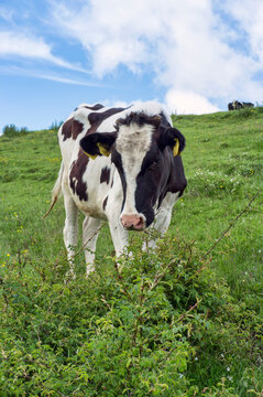 Cow eats, at summer green field