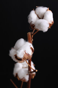 Dry cotton flowers on dark background close up. Home decoration. Natural organic raw material concept.