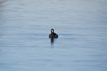 An American coot swims in marsh water while looking at the camera on a fall day in Iowa. 
