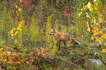Red Fox (Vulpes vulpes) Stares to Left on Damp Island Autumn