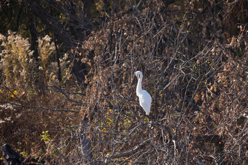 A Great egret perches in a tree on an autumn day in Iowa. 