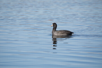 Side view of an American coot swimming in marsh water in Iowa on an autumn day with copy space for text. 
