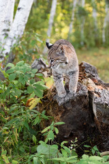 Bobcat (Lynx rufus) Looks Down Side of Log Autumn