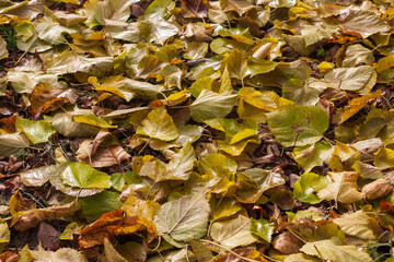 autumn leaves on the ground