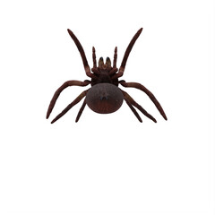 Goliath Birdeater Tarantula on white background Theraphosa blondi