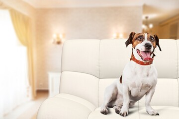 Cute playful young dog on a sofa