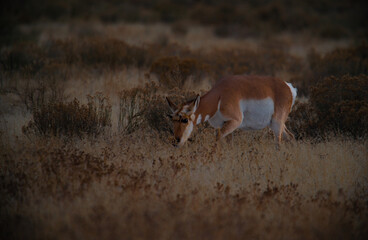 Hooved mammals