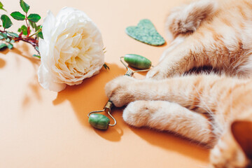 Jade roller and gua sha stone for facial massage with rose. Ginger cat playing with beauty tools. Pet having fun