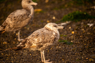 Birds of North America