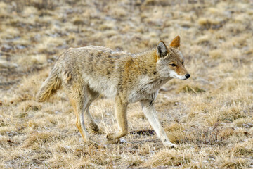 Naklejka na ściany i meble Wildlife of Colorado. Wild coyote hunting in a dry grass field.