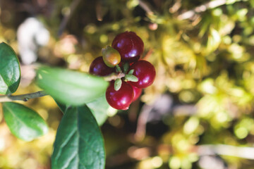 Obraz premium Process of harvesting and collecting berries in the national park of Finland, girl picking cowberry, cranberry, lingonberry and red bilberry in the scandinavian forest, close-up of hands and berries
