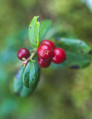Process of harvesting and collecting berries in the national park of Finland, girl picking cowberry, cranberry, lingonberry and red bilberry in the scandinavian forest, close-up of hands and berries