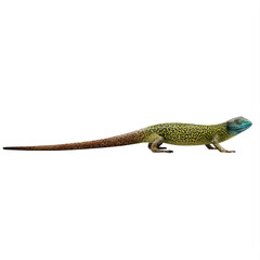 Green lizard isolated
