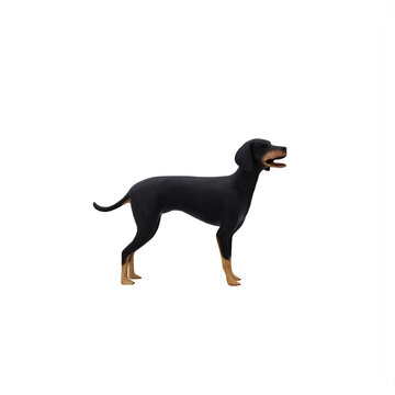 Hellenic greek hound bark dog