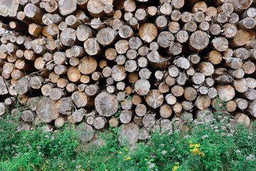 Brennholz, Holzstapel im Teutoburger Wald, Deutschland