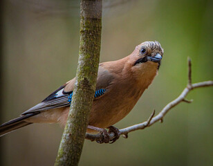 jay bird on a branch in the park in autumn