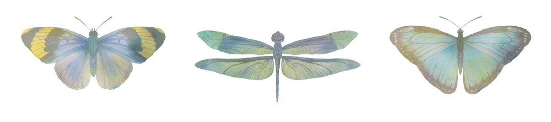 set of watercolor butterflies and dragonfly. collection of butterflies for design