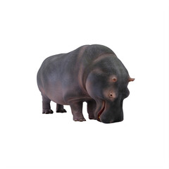 hippopotamus isolated on white