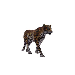 Leopard isolated