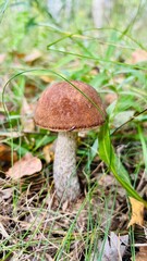 mushroom in the forest