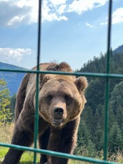 brown bear in zoo