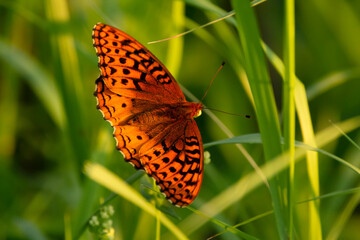 Orange butterfly in the green grass in golden hour time.