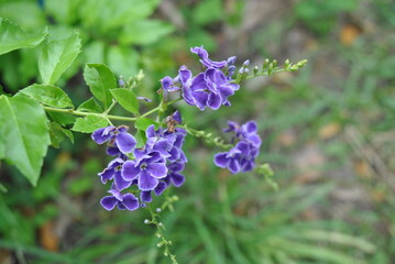 Duranta 