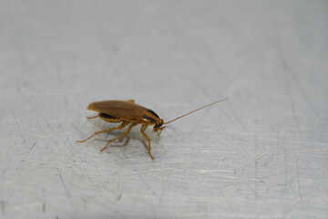 Red cockroach Prusak on the aluminum surface of the scratched table. Prusak or German cockroach close-up. Limited depth of field.
