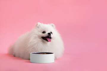 Dog breed pomeranian spitz funny sits on a red background