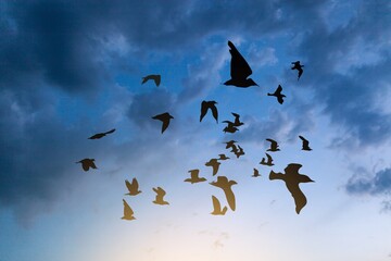 Flock of dark birds in sky flying