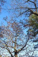 Fototapeta na wymiar tree branches against sky