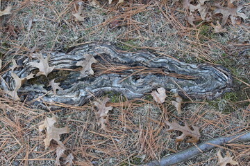 snake in the grass