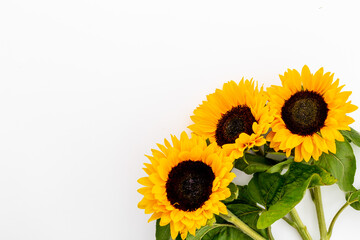 Blooming yellow sunflowers with black seeds. Harvest season background
