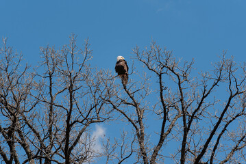 Bald Eagle Perched In A Bare Tree In Spring