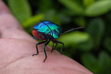 Jewel Bugs have broad rounded bodies with an undivided shield covering the whole abdomen. Jewel bugs get their common name from their bright colours