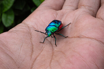 Jewel Bugs have broad rounded bodies with an undivided shield covering the whole abdomen. Jewel bugs get their common name from their bright colours