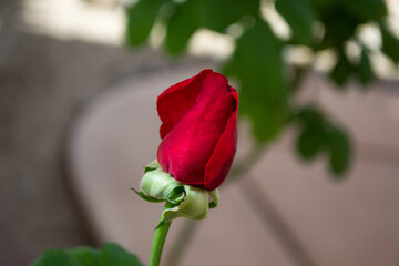 Fototapeta premium Isolated red rose rosebud flower