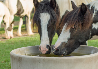 Gypsy Vanner Horse mares drink from water vessel.