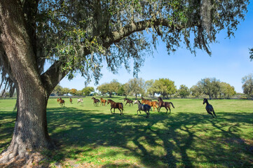 Thoroughbred Horses running in large grass paddock, farm, Ocala, FL.