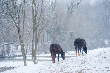 Quarter Horses grazing snowy pasture in snowfall
