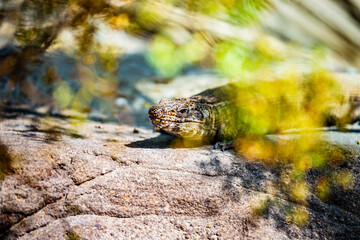 iguana on the rocks