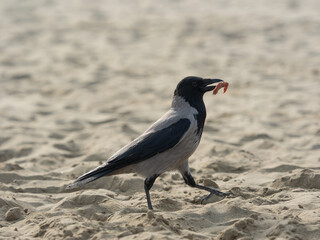 crow walks on the sand  with a piece of salami - 543074932