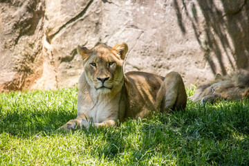 Female Lion