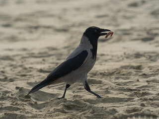 crow walks on the sand  with a piece of salami - 543074960