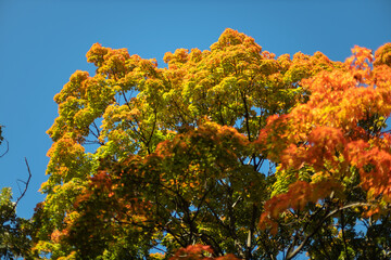 Colorful autumn trees and blue sky in New Haven Connecticut, New Haven Green park - obrazy, fototapety, plakaty